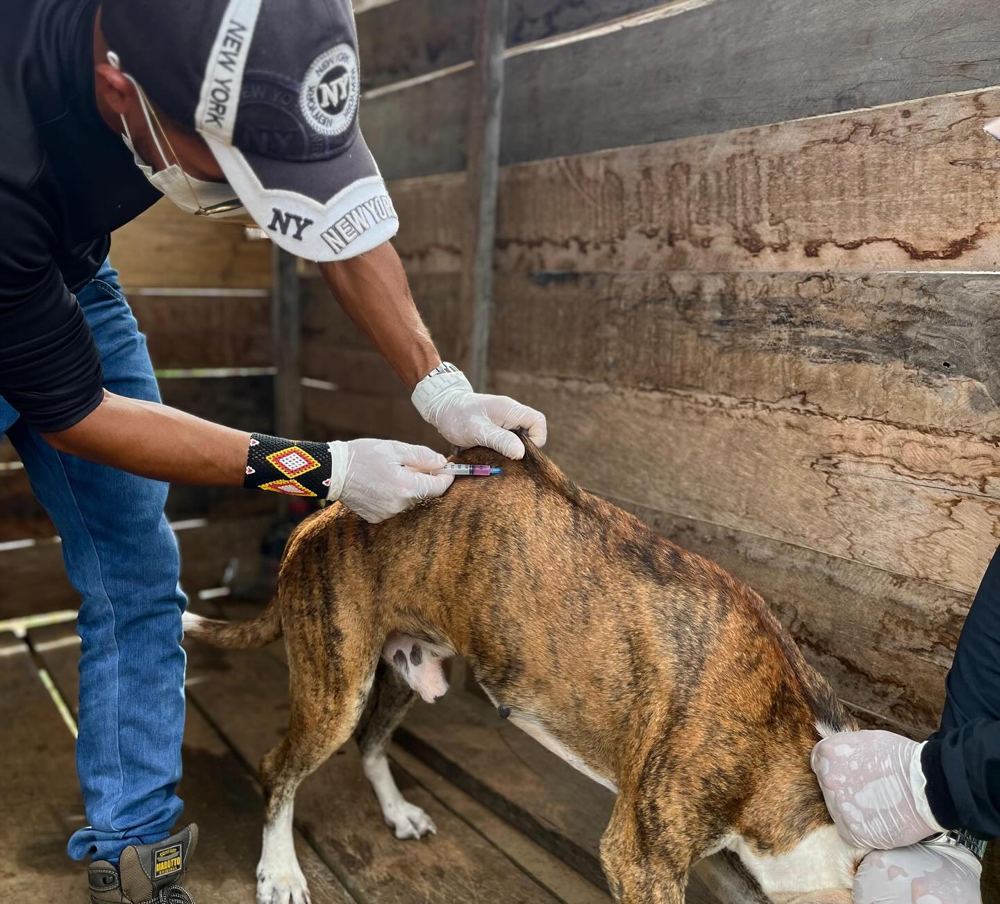 Prefeitura de Ipixuna inicia Campanha de Vacinação Antirrábica 2025