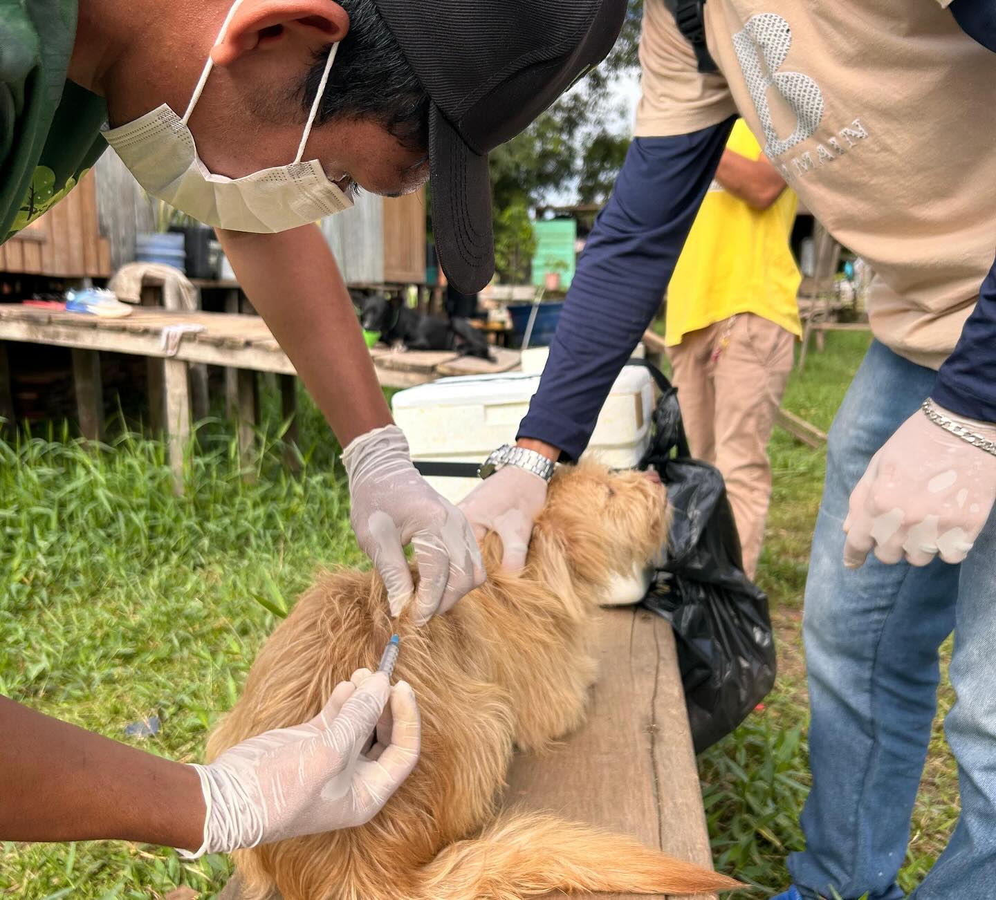 Prefeitura de Ipixuna inicia Campanha de Vacinação Antirrábica 2025