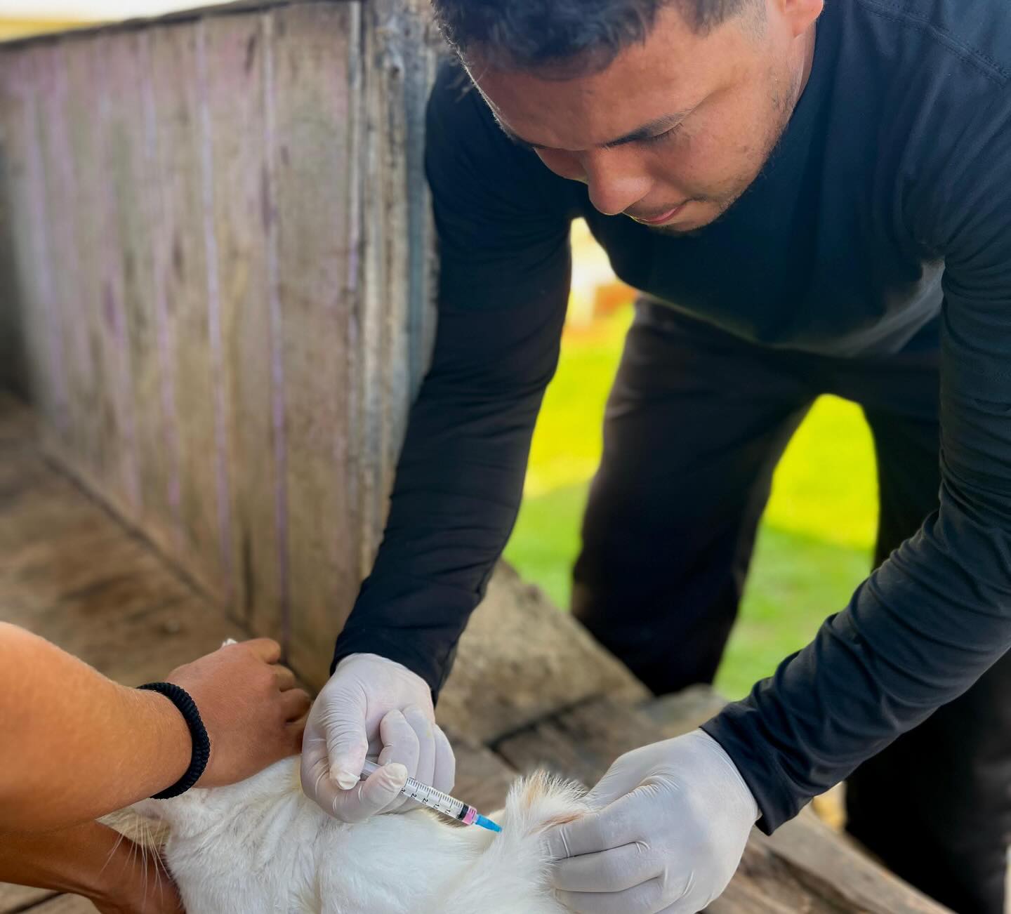 Prefeitura de Ipixuna inicia Campanha de Vacinação Antirrábica 2025